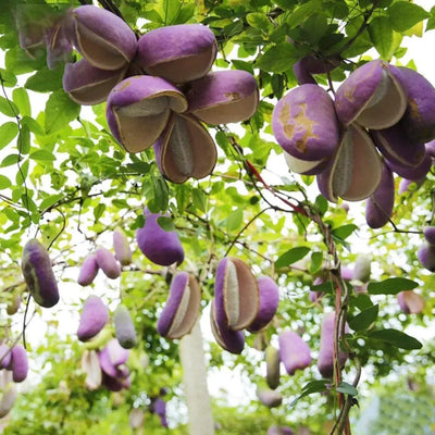 August Melon Seeds